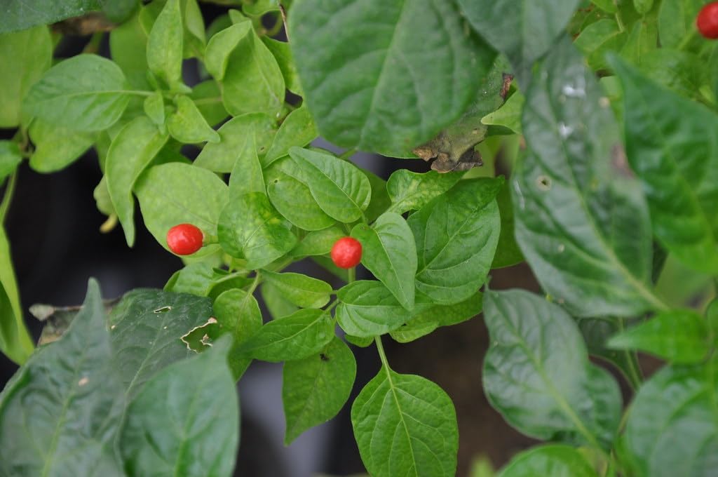 Ulupica Pepper Seeds