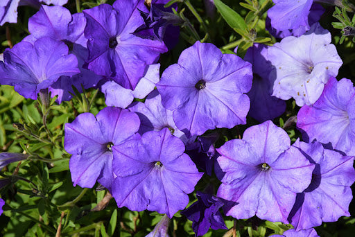 Blue Petunia flower seeds