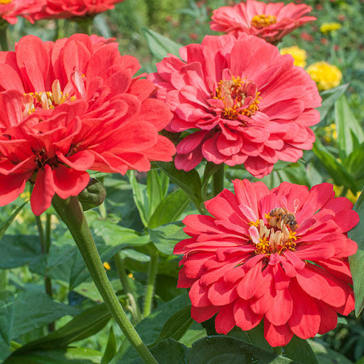 Zinnia Benary flower seeds