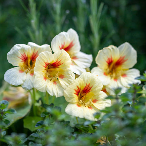 Cream Pink flower seeds