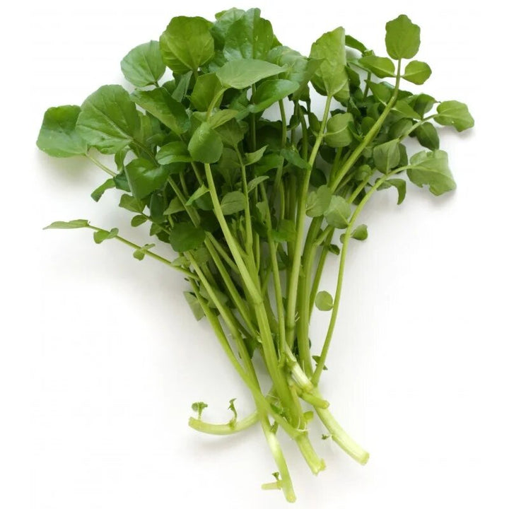 Upland Cress Vegetable Seeds for planting with fresh green peppery leaves