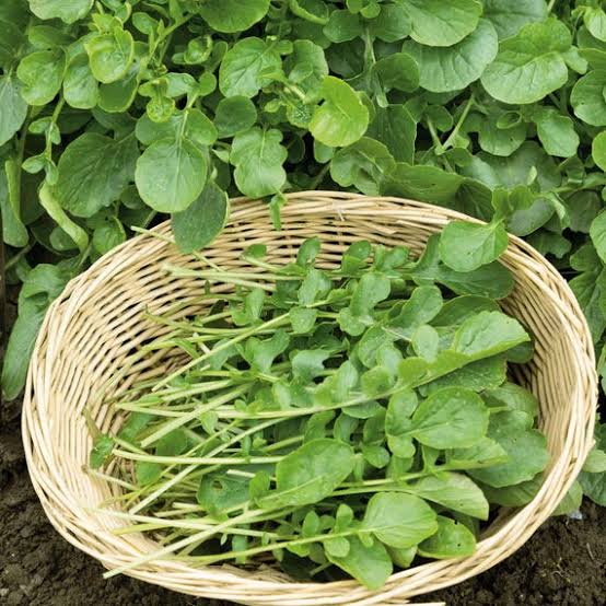 Upland Cress Vegetable Seeds for planting with fresh green peppery leaves