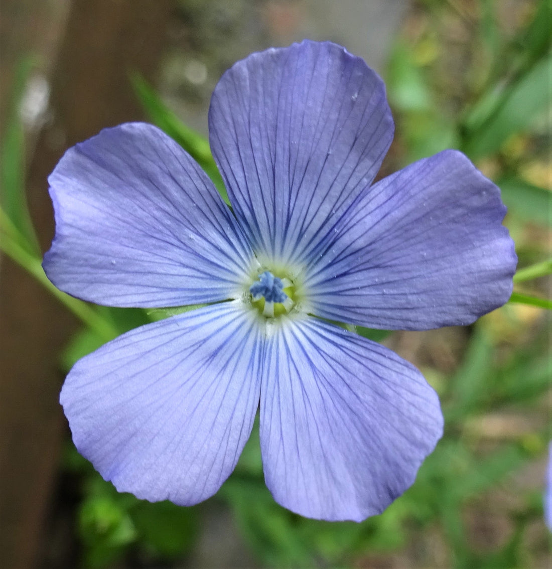Usitatissimum flower seeds