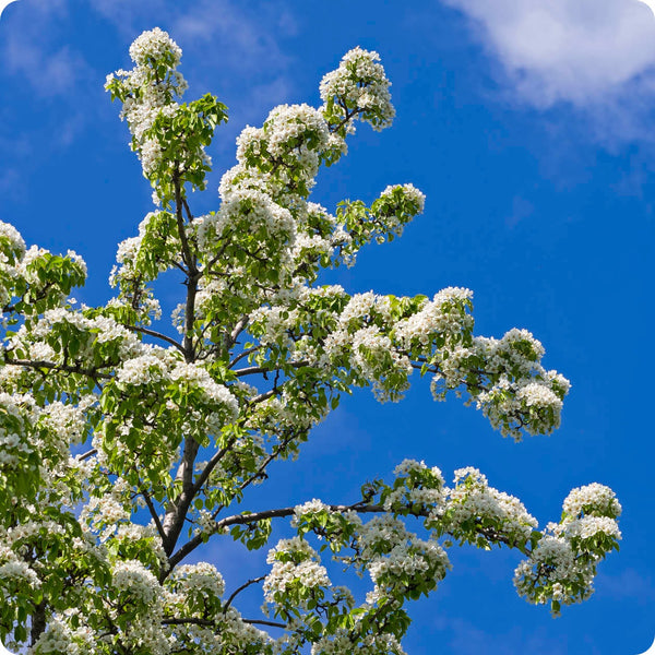 ussurian pear seeds