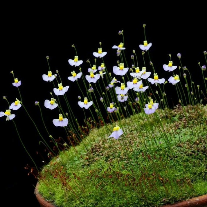 White Utricularia flower seeds