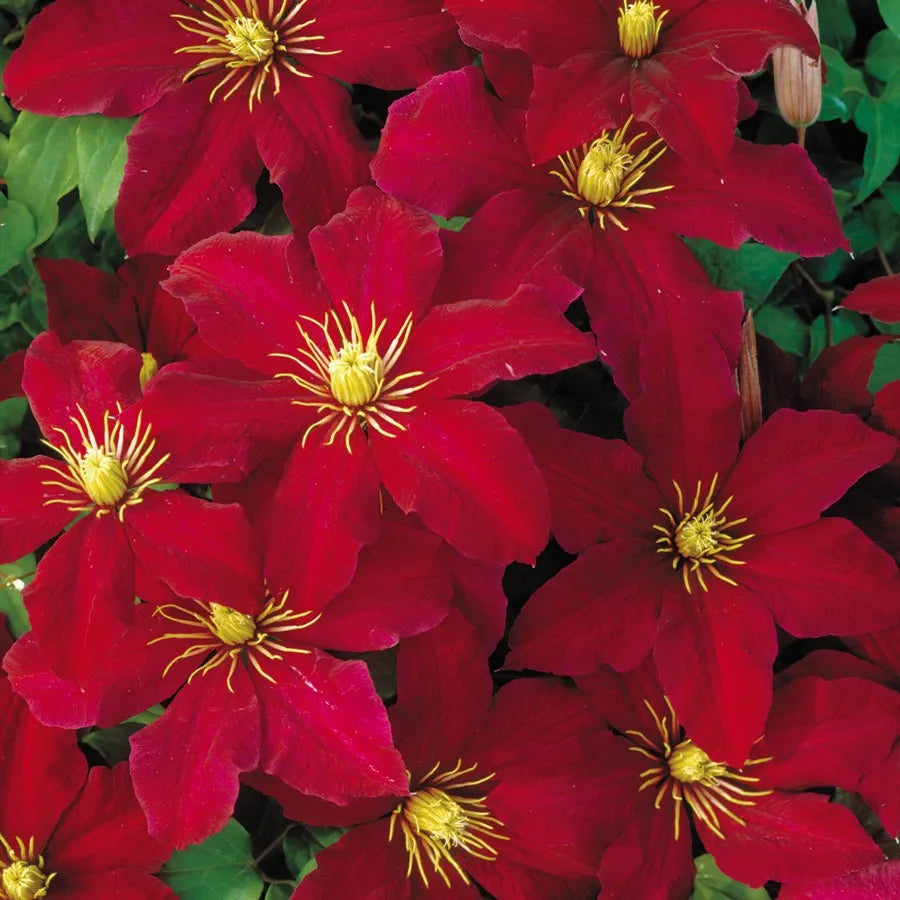 Clematis Red flower seeds