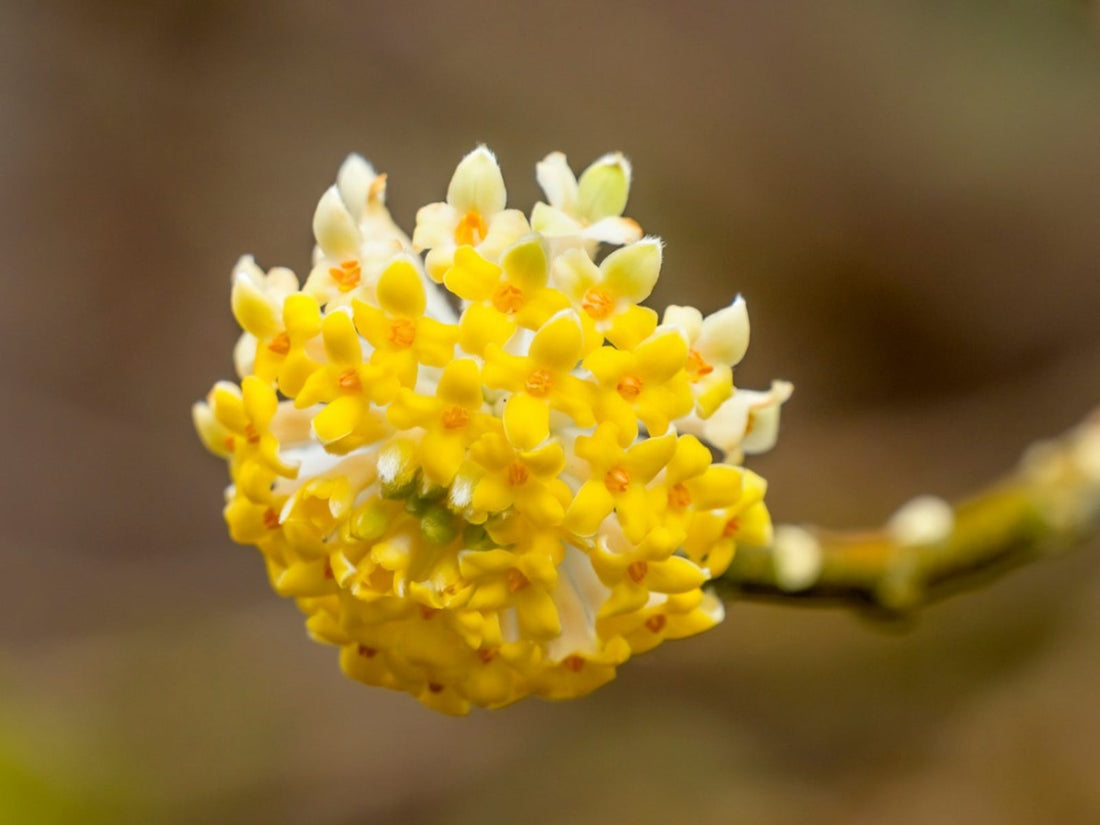 Edgeworthia flower seeds