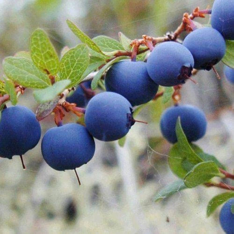Wild Blueberry Vaccinium angustifolium Fruit Seeds for Planting – Heirloom Non-GMO Garden Seeds