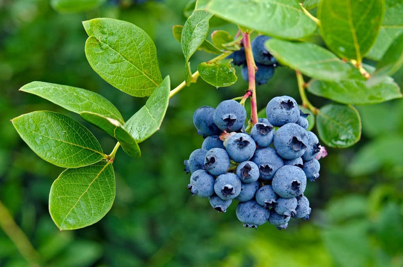 Blueberry Fruit Seeds for Planting Vaccinium corymbosum – Heirloom Blueberry Seeds