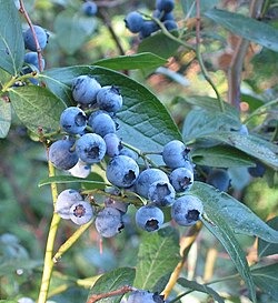 High-Bush Blueberry Vaccinium corymbosum Fruit Seeds for Planting – Heirloom Non-GMO Garden Seeds