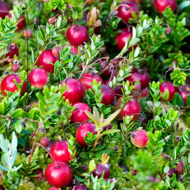 cranberry fruit seeds