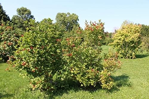 Cranberry Fruit Seeds for Planting – Heirloom Non-GMO Garden Seeds