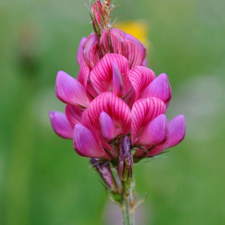 Pink Sainfoin flower seeds