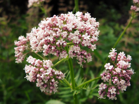 Valerian Herb Seeds for Planting – Heirloom Non-GMO Garden Seeds