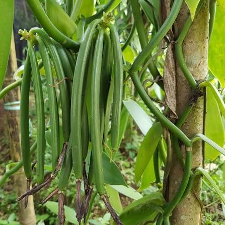 Vanilla Bean Plant with Lush Green Climbing Vine