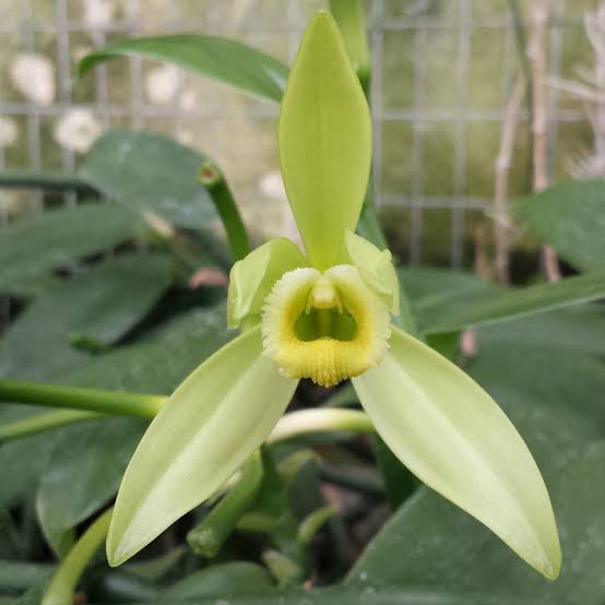 Vanilla Orchid Flower Seeds for Planting – Vanilla planifolia