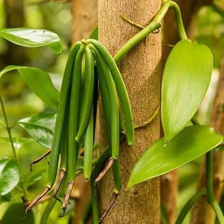 Vanilla Bean Plant with Lush Green Climbing Vine
