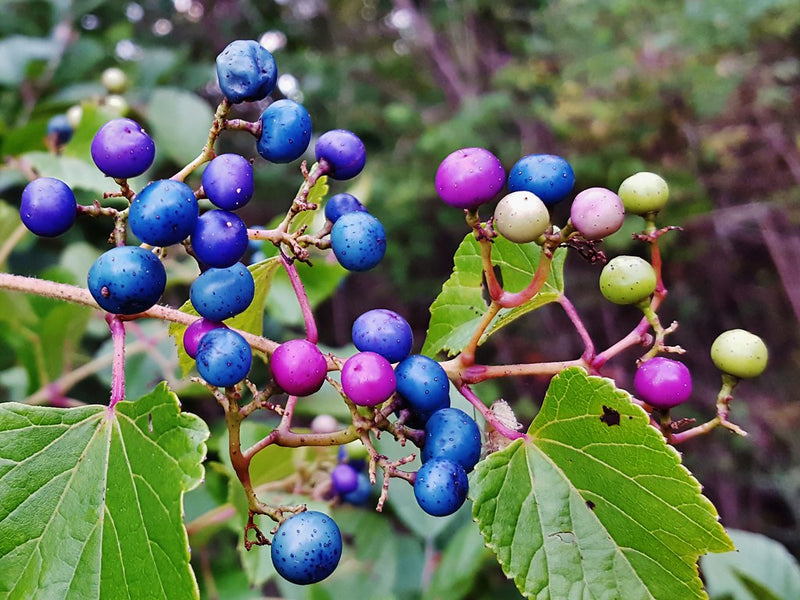 Variegated Porcelain Berry Vine Fruit Seeds for Planting – Heirloom Non-GMO Garden Seeds