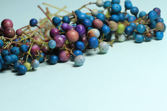 porcelain berry seeds