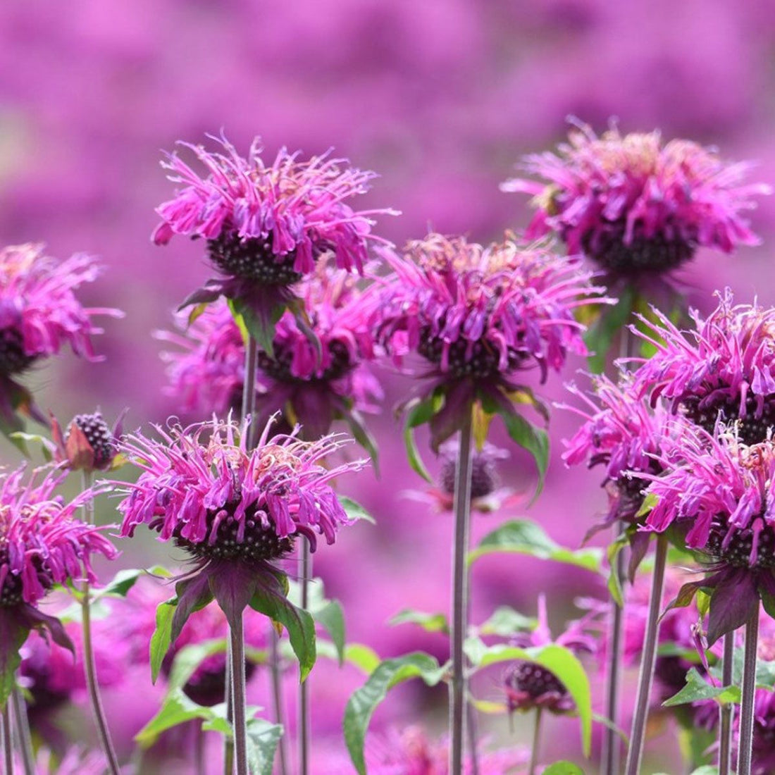 Beebalm flower seeds