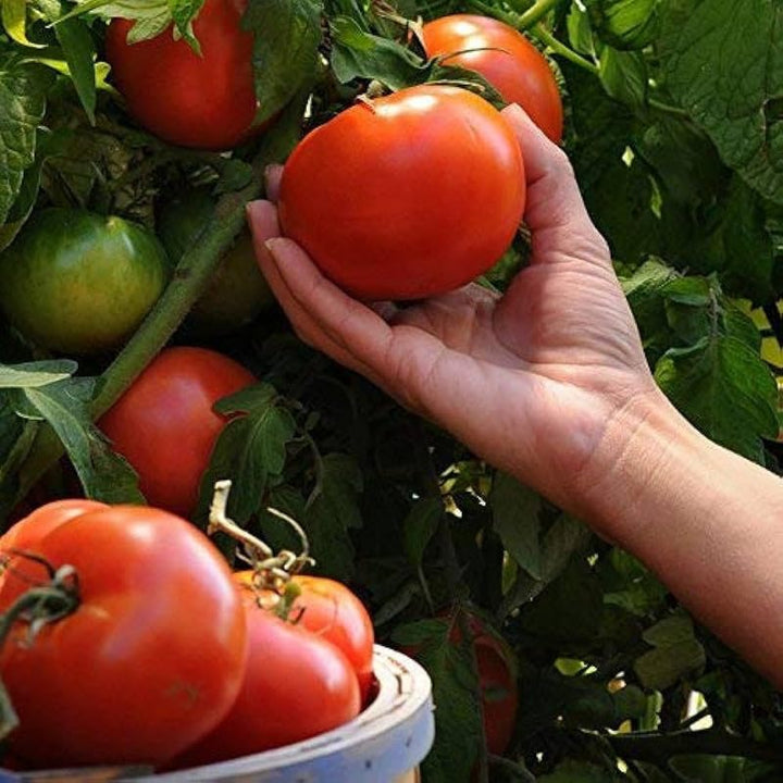 Vecchio Wyandotte Tomato Seeds