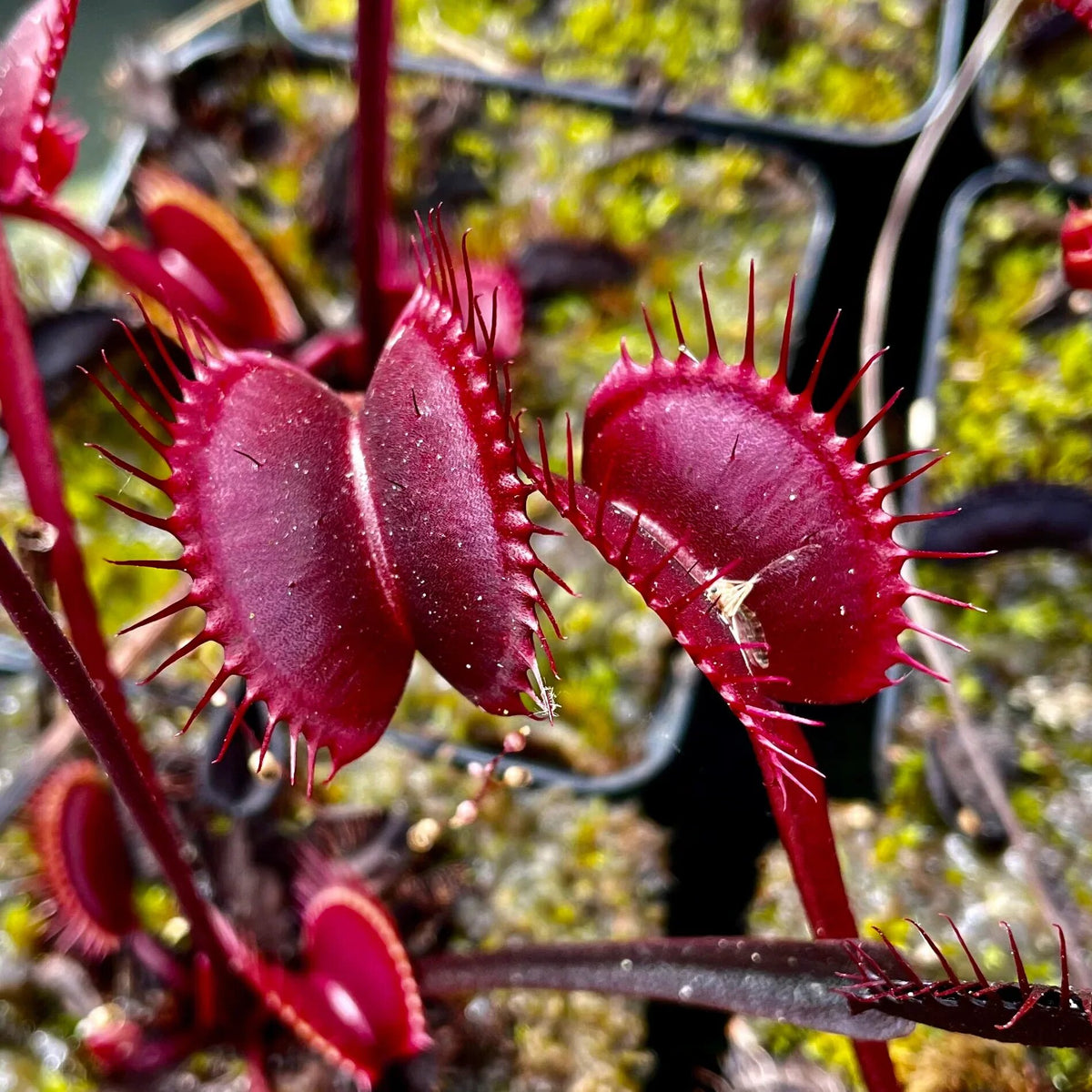 Red Venus Fly Trap plant with colorful carnivorous traps growing in a moist bog-style container
