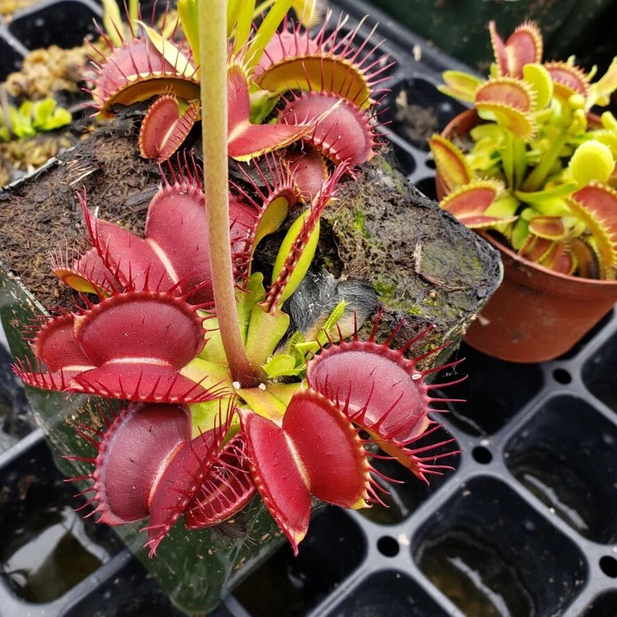 Red Venus Fly Trap plant with colorful carnivorous traps growing in a moist bog-style container