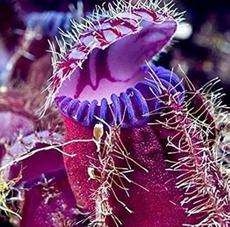 Venus Flytrap Plant in Specialty Garden Display