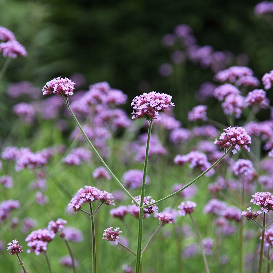 Verbena Bonariensis flower seeds