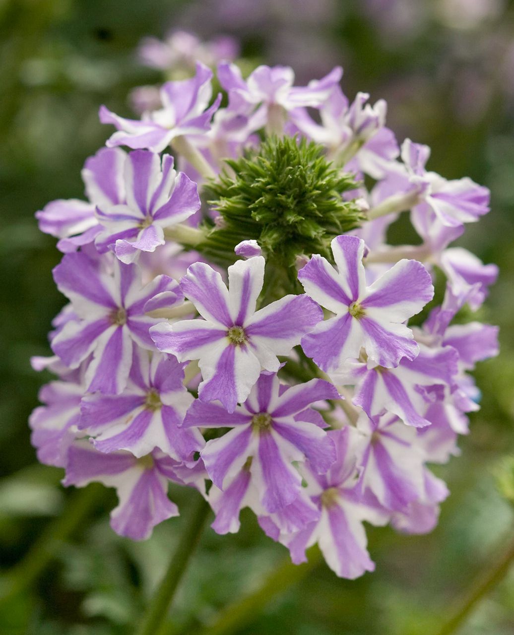 White Purple flower seeds