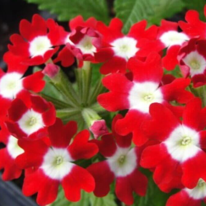 Red White Verbena plant