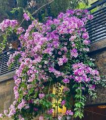 Purple Verbena Tenuisecta Growing in Garden Container