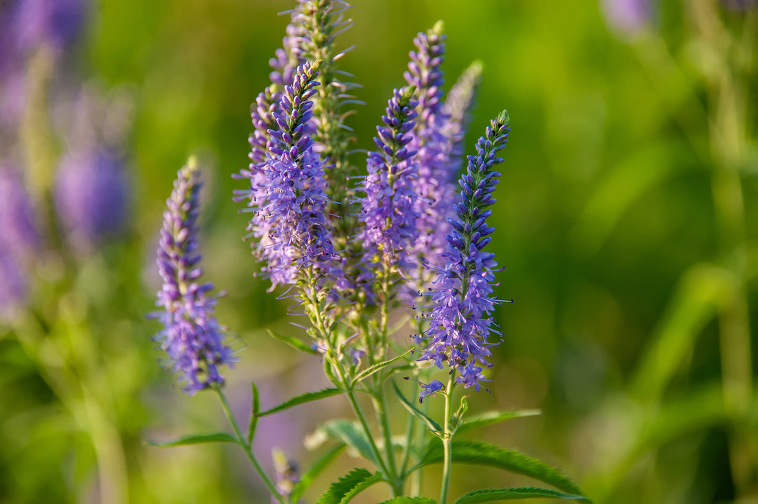 Veronica flower seeds