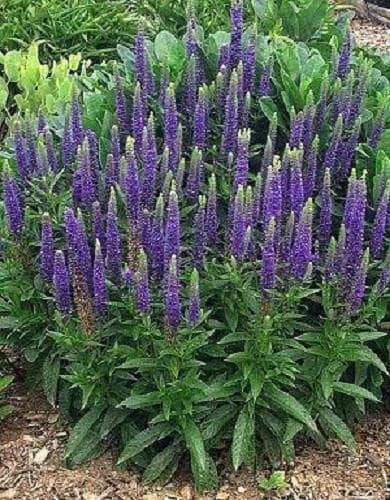 Mixed Veronica Flower Seeds for Planting – Heirloom Non-GMO Garden Seeds