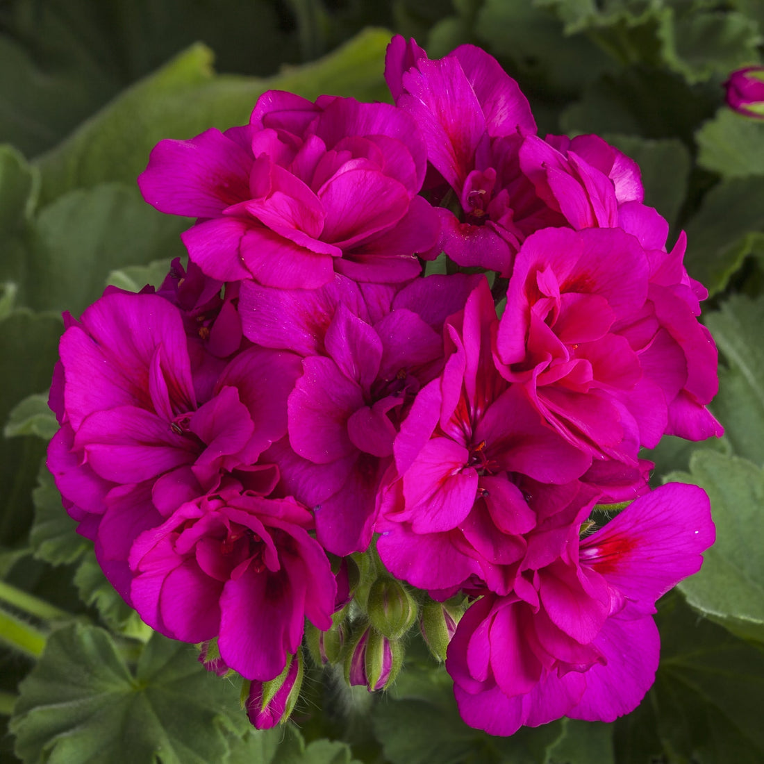 Purple Geranium flower seeds