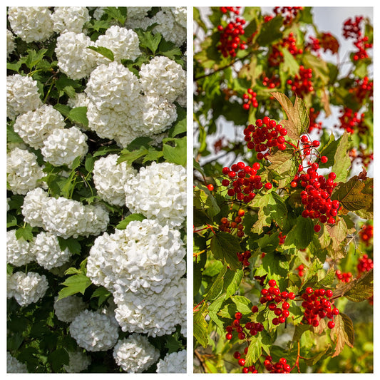 european cranberry seeds