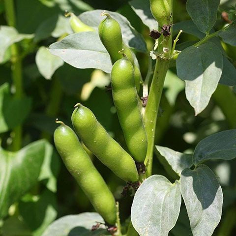 Broad Bean Seeds for Planting – Heirloom Non-GMO Garden Seeds
