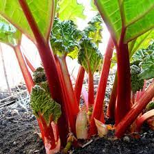 Victoria Garden Rhubarb Vegetable Seeds for Planting – Heirloom Non-GMO Garden Seeds