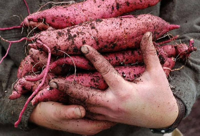 Giant Sweet Potato Vegetable Seeds for Planting – Heirloom Non-GMO Garden Seeds