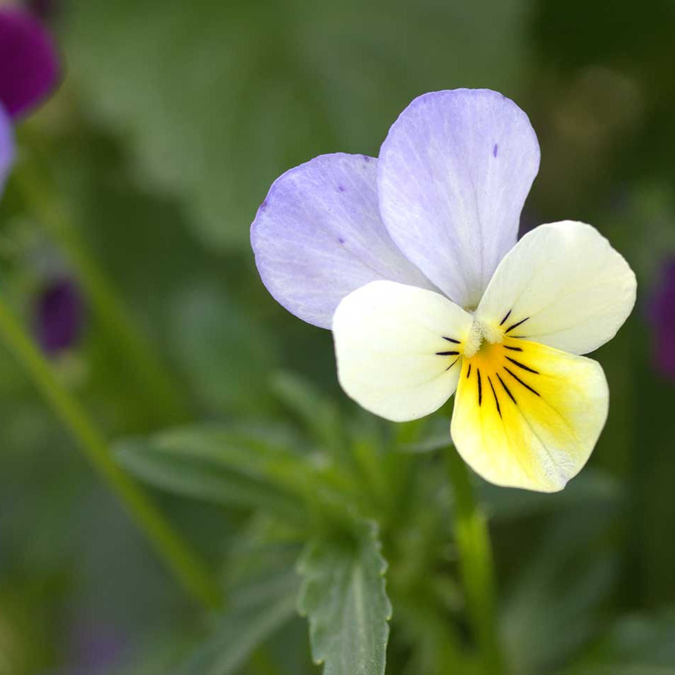 Pansy Viola tricolor plant