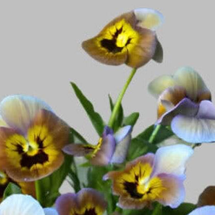 Brown Violet Pansy plant