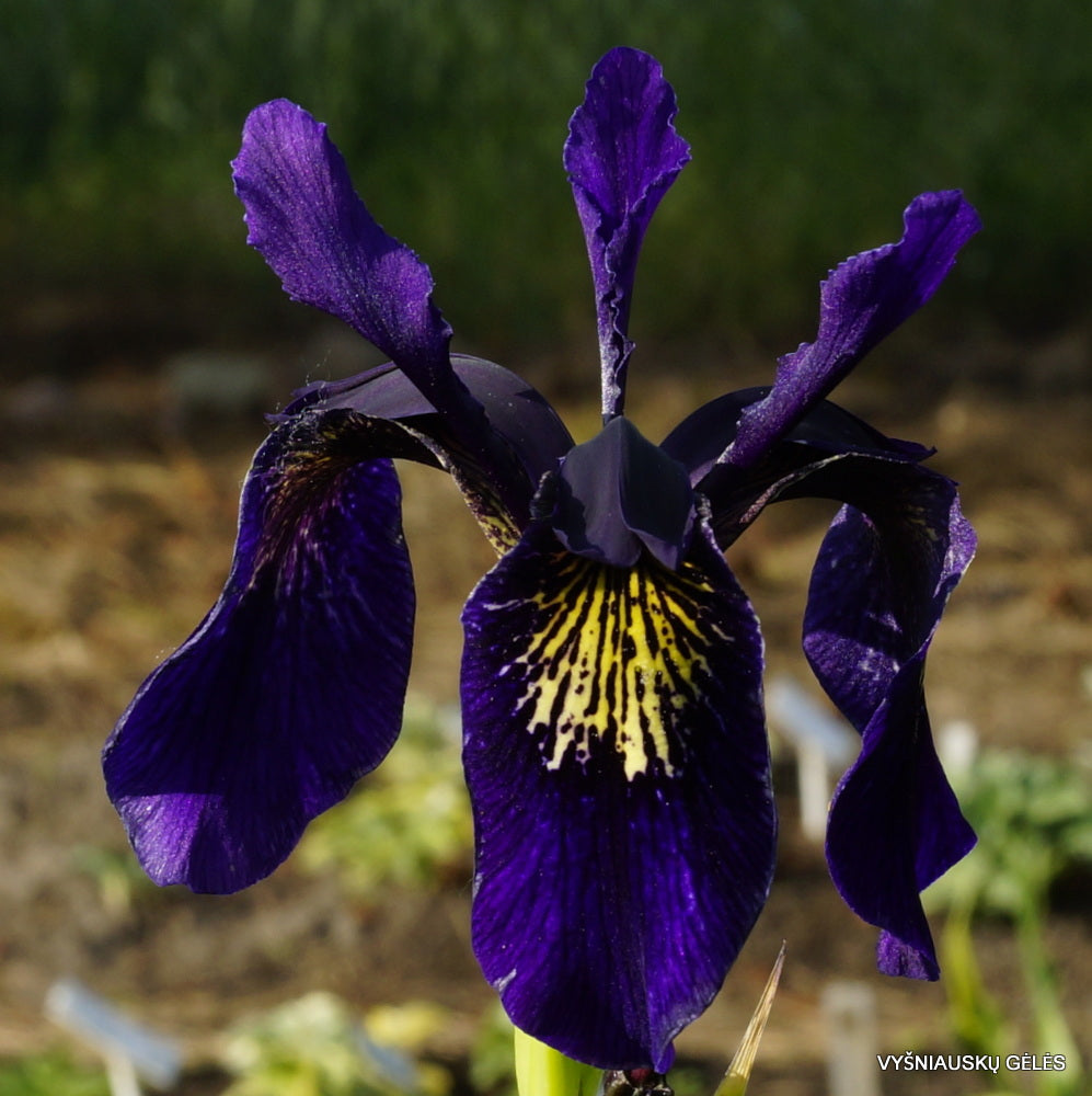 Violet Bulleyana flower seeds