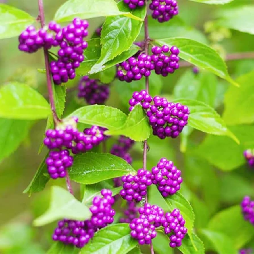 Violet Callicarpa flower seeds