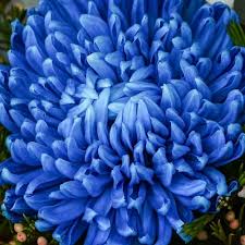 Violet Chrysanthemum Flowers in Garden Container