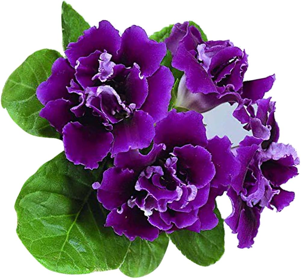 Dark Violet flower seeds