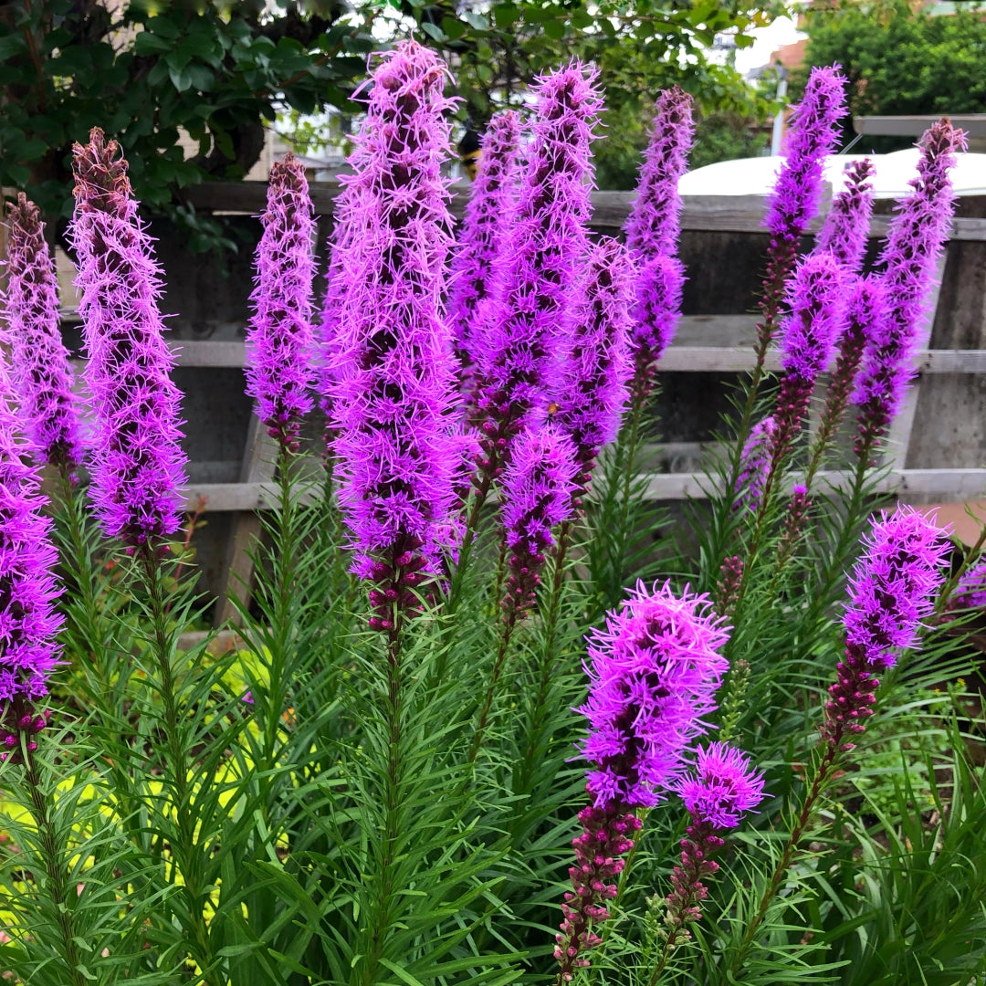 Violet Gayfeather flower seeds
