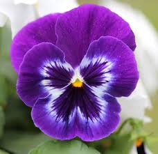 Violet Pansy Flowers Growing in Garden Container