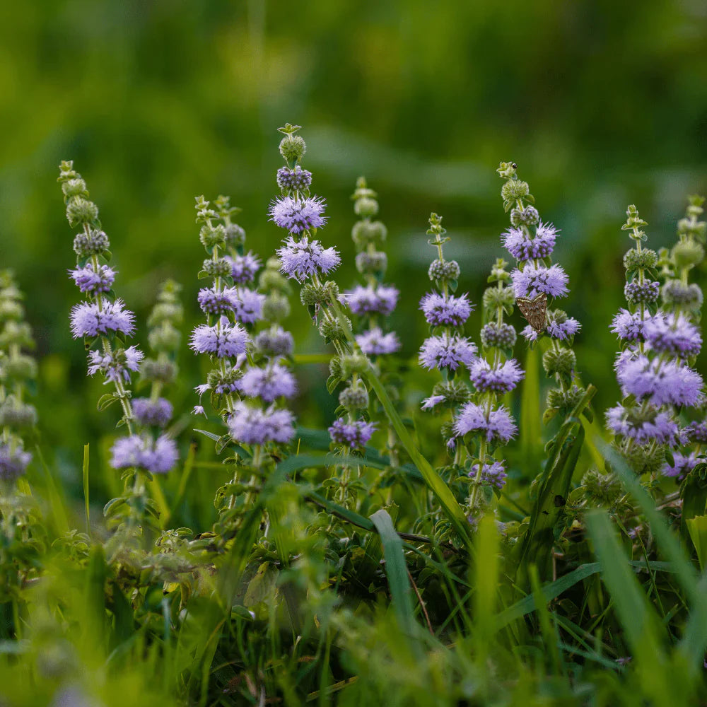 Violet Pennyroyal flower seeds