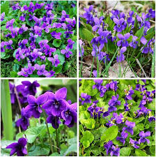 Violet Perennial Flowers in Ornamental Garden