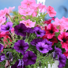 Violet Petunias for Seasonal Cut Flower Display